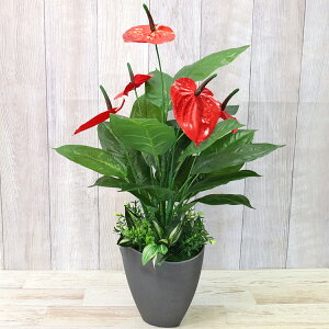  CeA AXE̔A 70cm ϗtA tFCNO[ CeAO[ VNt[ CTG} G} bgr