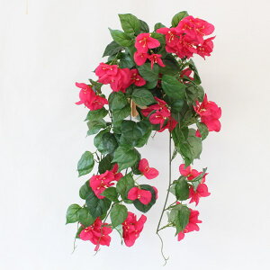  CeA u[QrA̕Ǌ| ϗtA tFCNO[ CeAO[ CTG} G} VNt[ mgr