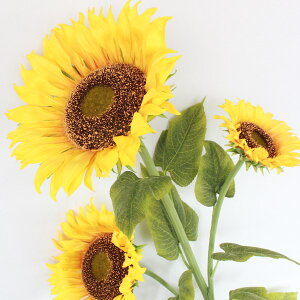 Ђ܂  W{Ђ܂ 140cm Tt[3փXv[ 356007  Tt[ q} VNt[ CTG} G} tan