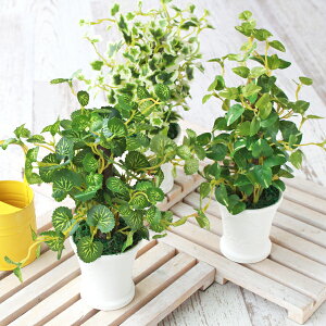 ポトス アレンジ 観葉植物の人気商品 通販 価格比較 価格 Com