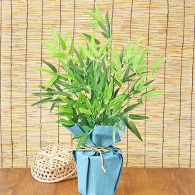 楽天市場 笹 鉢植えの通販 楽天市場 笹 鉢植えの通販