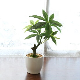楽天市場 観葉植物 ミニ パキラの通販 楽天市場 観葉植物 ミニ パキラの通販