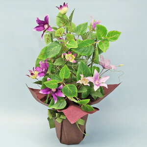  N}`X̔A t̃AW ebZ VNt[ CTG} G} t[AW CeA t[AWg arg