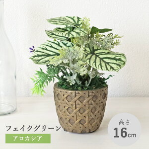  ϗtA tFCN AJVA̔A zCgO[ A   CeA tFCNO[ CeAO[ CTG} G} mgr