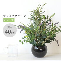 楽天市場】ct触媒 オリーブの通販