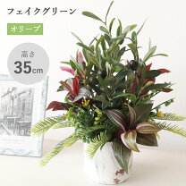 楽天市場】ct触媒 オリーブの通販
