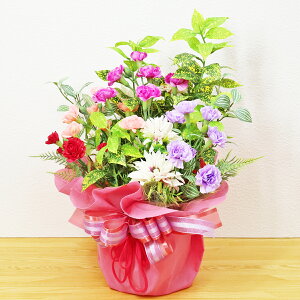 J[l[V  FƂǂ̃J[l[Vƃ{[~[ȃ{̔AAW  ͂Ȃ Mtg v[g bZ[WJ[h zCg   p[v sN CTG} V