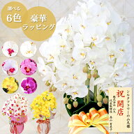 胡蝶蘭 造花 5本立 ラッピング・立札対応 お祝い 常滑産陶製鉢に入った気品あふれるシルクフラワーの胡蝶…