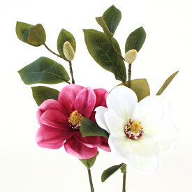 楽天市場 マグノリア 花の通販