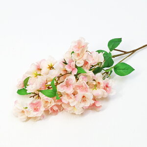   ܂R 65cm  }  TN Pi Xv[  FM240 fBXvC  t tan