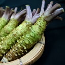 【限定販売】伊豆天城産真妻生わさび1本（40g〜70g）※お届け日指定不可