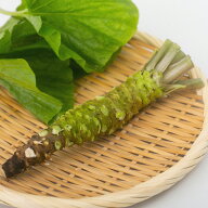 伊豆天城産実生生わさび1本（40〜70g） ※お届け日指定不可