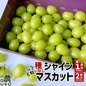 シャインマスカット 訳あり 山梨 山梨県 山梨産 笛吹市 糖度 ギフト 旬 お中元 贈答用 プレゼント 大粒 500g 1kg 1キロ 2房 甲府 種なし フルーツ 果物 シャイン マスカット 産地直送 社員マスカット 送料無料 楽天 お取り寄せ わけあり　　　　【予約商品:8月下旬発送開始】
