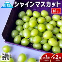 シャインマスカット 訳あり 山梨 「約1房分 500g/約2房分 1kg」【+50g増量】 山梨県 笛吹市 糖度 規格外 旬 お中元 御中元 名産 お土産 1キロ 2房 種なし フルーツ 果物 マスカット 食品 グルメ 送料無料 楽天 お取り寄せ わけあり　　　【予約商品:8月下旬発送開始】