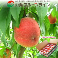 桃 山梨 白鳳 白桃 甲斐黄金桃 お中元 夏ギフト 特秀 5kg 13～18個入 送料無料※一部地域を除く 【贈答用…