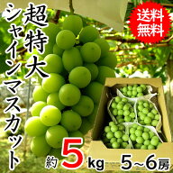 シャインマスカット 訳あり 5キロ 超特大 大粒 約5kg 1房約800g～1kg 5～6房入り 送料無料一部地域を除く…