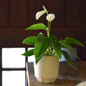 [R(miyama.) plant pot L ojzCg Jo[ { Z