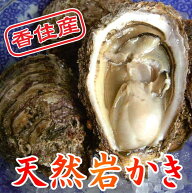 [岩カキ特大6個前後2kg]香住産の 岩牡蠣 は夏限定！日本海の天然の味覚、 岩牡蠣 をどうぞ♪6個前後（2kg…