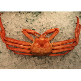 【ボイル500g-800g/1-5月お届け】日本海の香住紅がに 茹でたてをお届け！茹で 香住紅がに 1匹[冷蔵][ゆで香住かに1匹カニ酢](紅ずわいがに 未冷凍 ボイル 蟹 国産 兵庫 チルド かに 姿 生食用 紅ずわい蟹 ギフト 日本産 紅 ずわいかに 紅ズワイカニ 紅ズワイガニ)