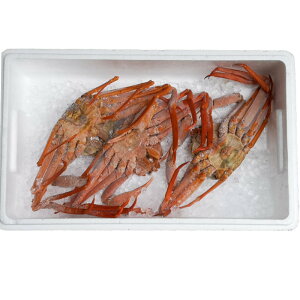 yv2kgOzⓀ 󂠂 {C 䥂 ZgɁI ZY 3-4C2kgO[Ⓚ][ōZ 3-4C2kgO](g킢 {C I Y   p Hp g킢I Mtg {Y g 