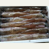 ランキング受賞！ [やりいか小約1kg（11～16匹）]上品な味わいと、ほどよい食感の やりいか です！香住産…