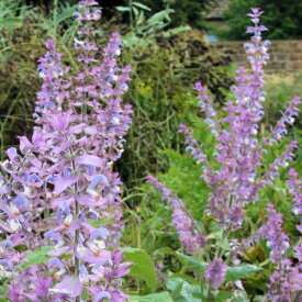 楽天市場 乾燥 に 強い 花 多年草 植物の種類サルビア の通販