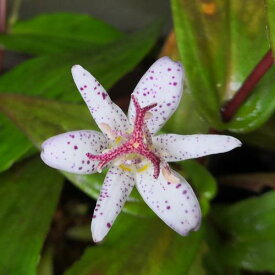 楽天市場 ホトトギス 花 白の通販