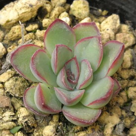 楽天市場 多肉植物 エケベリアの通販