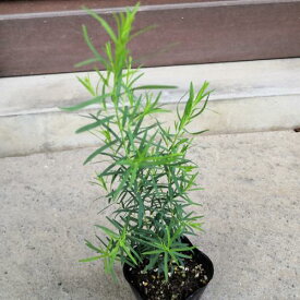 楽天市場 メディカル ティーツリー 苗の通販