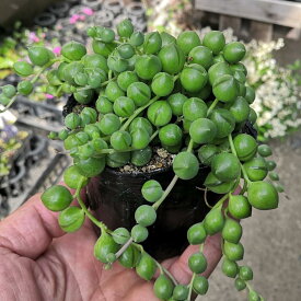 楽天市場 グリーンネックレス 苗物 ガーデニング 農業 花 ガーデン Diyの通販