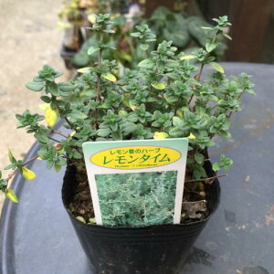 レモン タイム 苗の人気商品 通販 価格比較 価格 Com