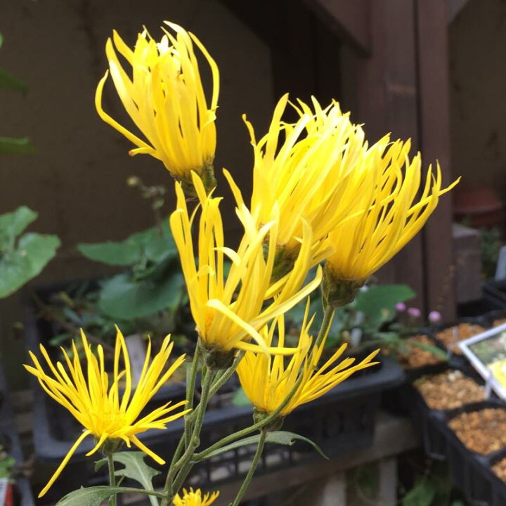 楽天市場 嵯峨菊 サガギク 鈴虫 黄花 ポット苗 やましち山野草店