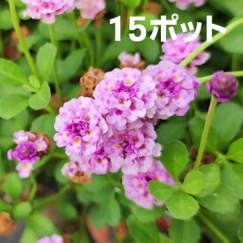 【送料無料】リピア　ヒメイワダレソウ　ピンク　9cmポット苗　15ポットセット