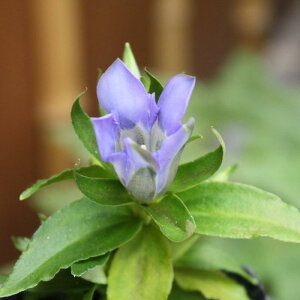 �T�T�����h�E�i�T�T�o�����h�E�j�@�|�b�g�c