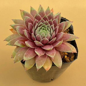 ZyrE bh`[t@7.5cm|bgc