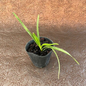 LEw n ԉ  6cm|bgc@JԂ܂3`4Nx̕cłB