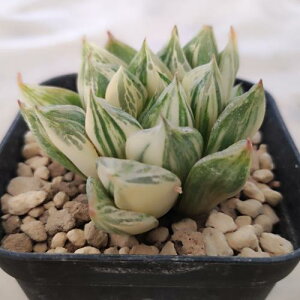 A nI`A@VrtH~X@с@|bgc