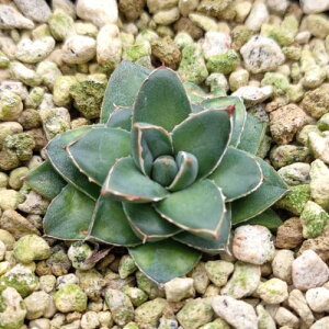 A AKx ܍̐ A^@7.5`9cm|bgc