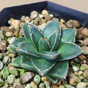 A AKx ܍̐ B^@2.5|bgc