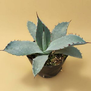 A AKx p[ gJ[^@7.5`9cm|bgc