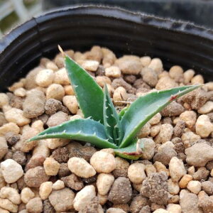 A AKx ^GVX Agave utahensis ssp. utahensis@7.5`9cm|bgc