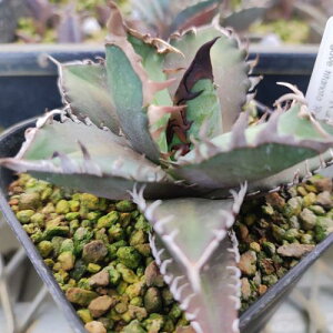 A AKx `^m^ bhLbgEB[Y 9cm|bgc