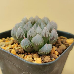 A nI`A ubNIuc[T@7.5`9cm|bgc