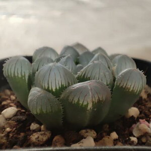 A nI`A ԐIuc[T@7.5`9cm|bgc