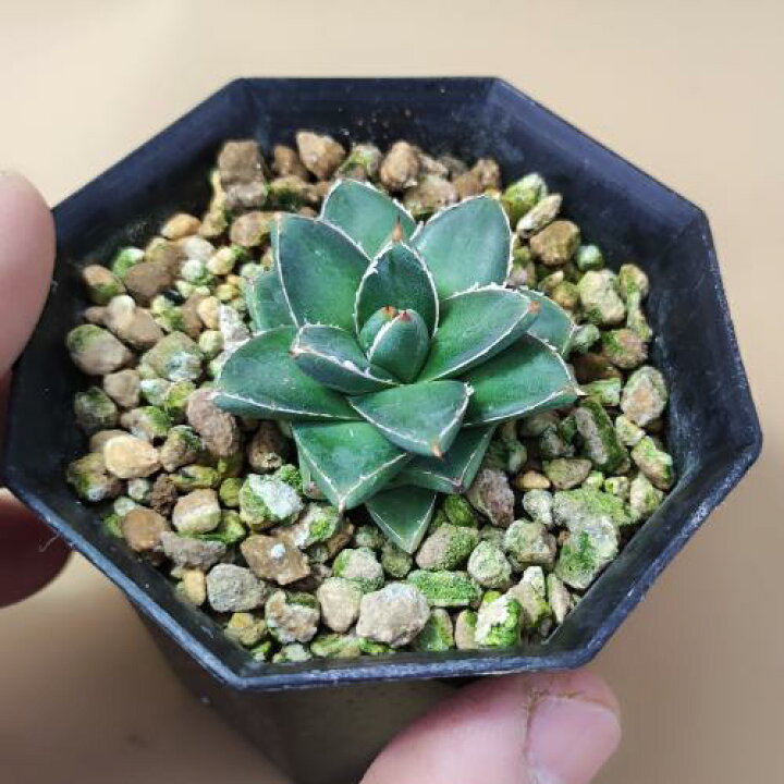 楽天市場】多肉植物 アガベ 王妃笹の雪 B型 2.5号ポット苗 : やましち 