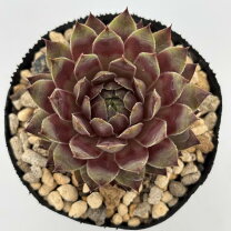 楽天市場】センペルビウム パシフィックの通販 多肉植物センペルビウムパシフィックレッドタイド   チビカット苗