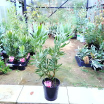 楽天市場】プロテア 苗（観葉植物｜花・観葉植物）：花・ガーデン・DIY 