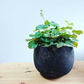 楽天市場 ヒューケラ寄せ植えの通販 楽天市場 ヒューケラ寄せ植えの通販