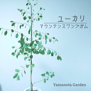 玄関 植木 おしゃれの人気商品 通販 価格比較 価格 Com