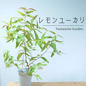 ユーカリ 苗 盆栽 植木の人気商品 通販 価格比較 価格 Com ユーカリ 苗 盆栽 植木の人気商品 通販 価格比較 価格 Com